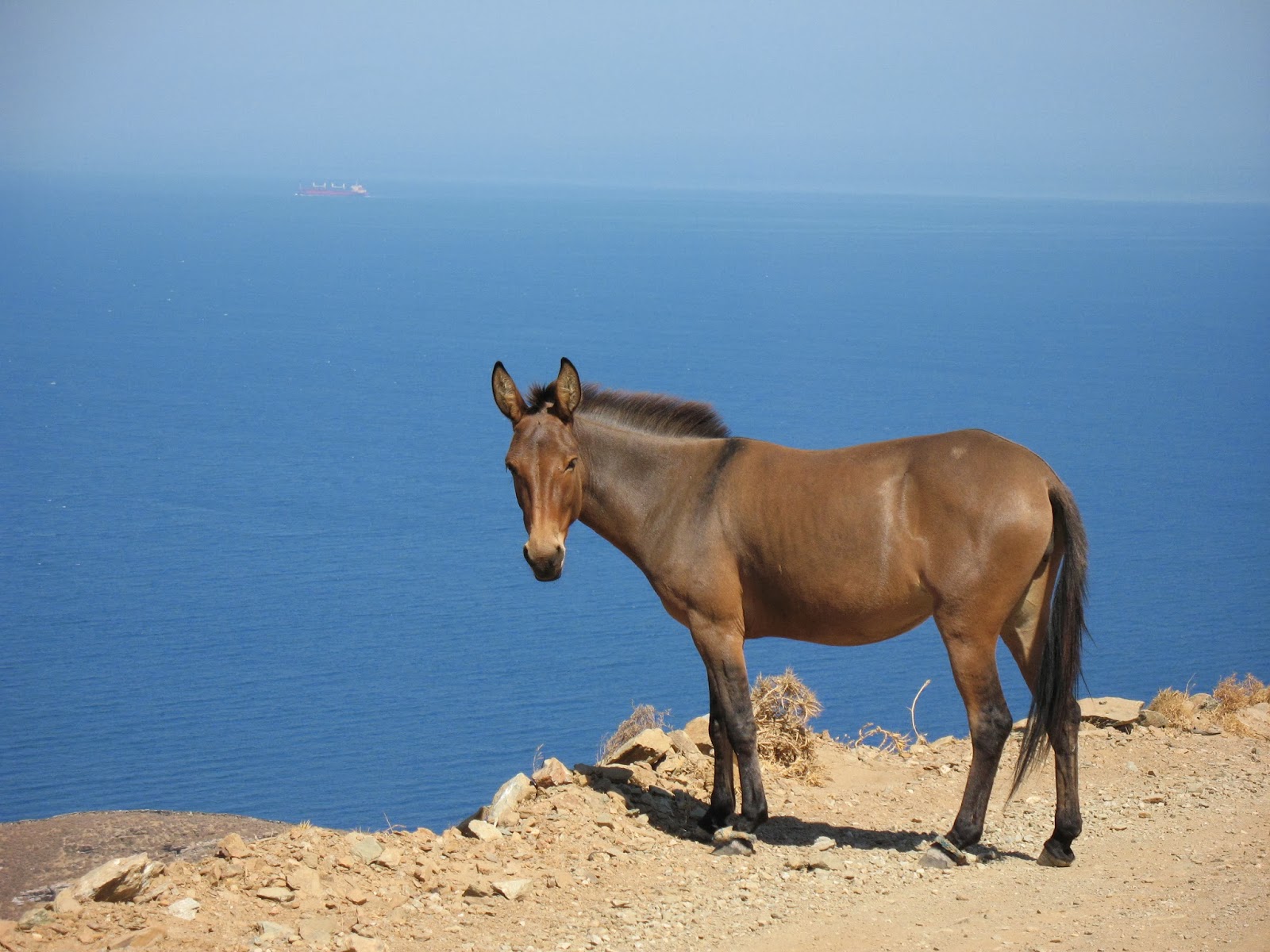 Donkey in Kea island Greece