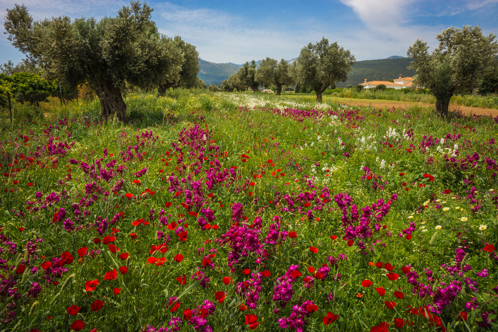 65082002 - image of field of colorful spring flowers in schinias, greece