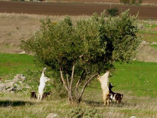 goats-eating-olives
