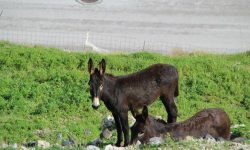 Come era Santorini una Settimana Fa? Eccola!