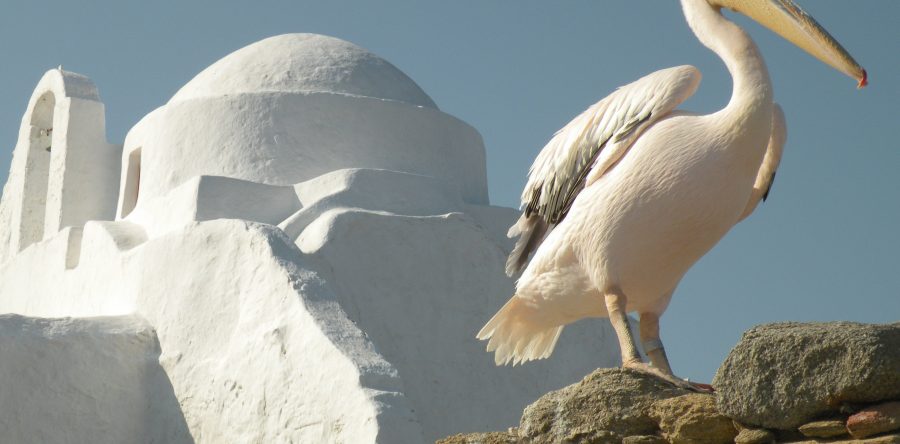 Dimmi che ANIMALE sei e ti svelerò la tua ISOLA…