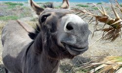 Cosa NON fare o chiedere in Grecia!