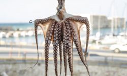 Ricette greche: ecco quella che viene definita la Bibbia definitiva a tema!