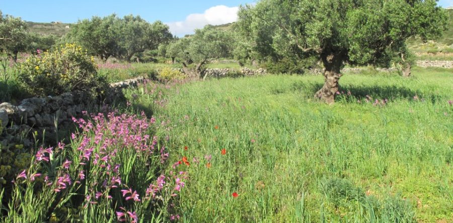 Marzo e l’isola dei fiori…