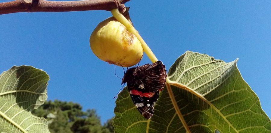 Dedicato a tutti quelli che vogliono scappare…