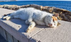 La Grecia e i rimedi Ecosostenibili!