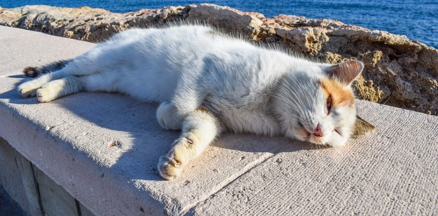 La Grecia e i rimedi Ecosostenibili!